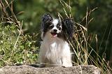 EPAGNEUL PAPILLON 183